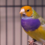 dsc06533