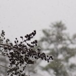 Snow