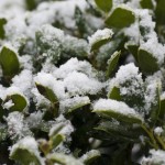 Snow