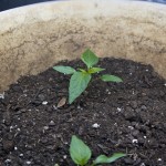 Peppers