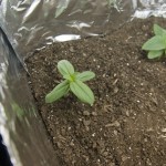 Zinnia