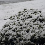 Snow