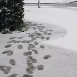 Snow