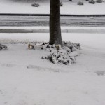 Snow