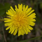 dsc06926
