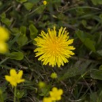 dsc06929