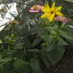 Sunflower, Zinnia