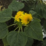 Teddy Bear Sunflower
