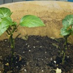 Peppers