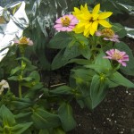 Sunflower, Zinnia
