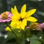 Sunflower, Zinnia