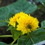 Teddy Bear Sunflower