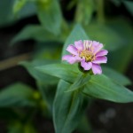 Zinnia
