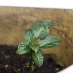 Peppers