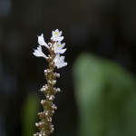 DSC07460