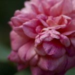 DSC07496