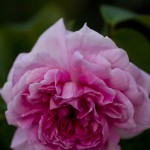 DSC07500