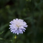 DSC07514