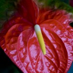 DSC07531