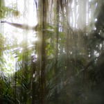 DSC07537