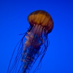 DSC07707