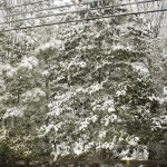DSC03353