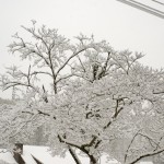 DSC03401