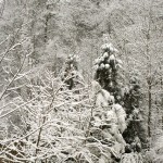 DSC03423