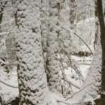 DSC03436