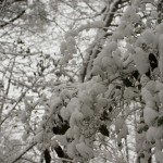 DSC03443