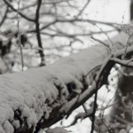DSC03489