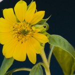 DSC03680