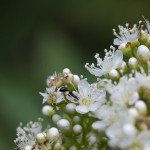 SONY DSC