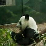 SONY DSC