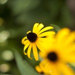 SONY DSC