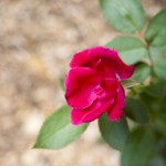 SONY DSC