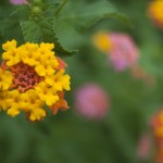 SONY DSC