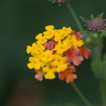 SONY DSC